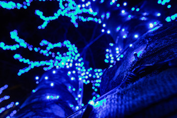 イルミネーション