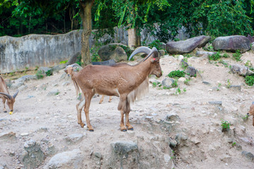 Wild deer in the zoo of Thailand