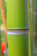 Fond de bambou