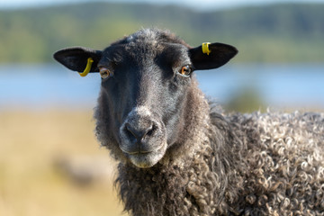 Close up portrait of a black sheep in bright sunlight