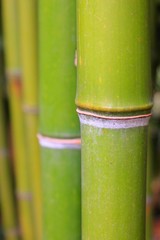 Obraz premium Fond de bambou