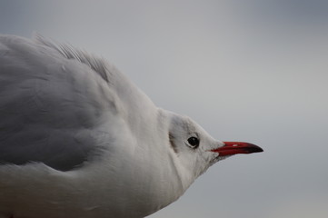 ユリカモメ　アップ