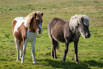Naklejka na ściany i meble Two young Icelandic horses in a green summer pasture