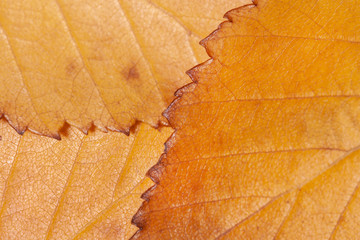 yellow leaves background autumn macro