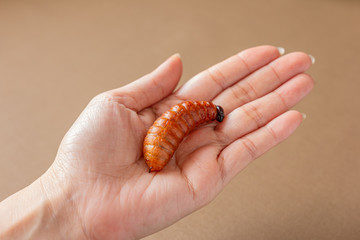 Red palm weevil or Asian palm weevil larvae fried insects on hand Asian female, Eating insect concept. Closeup