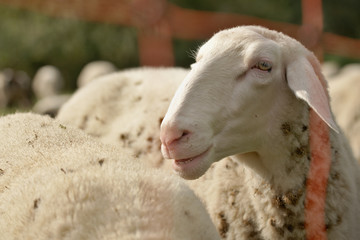 portrait of a sheep
