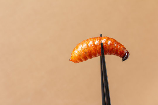 Palm weevil larvae in chopsticks. Fried insects is a popular snack in Thailand and Asia. Eating insect concept, Closeup
