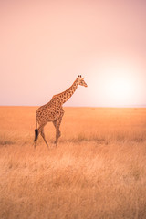 Lonely giraffe in the savannah Serengeti National Park at sunset.  Wild nature of Tanzania - Africa. Safari Travel Destination.