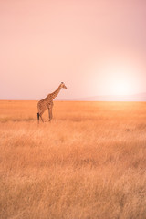 Lonely giraffe in the savannah Serengeti National Park at sunset.  Wild nature of Tanzania - Africa. Safari Travel Destination.