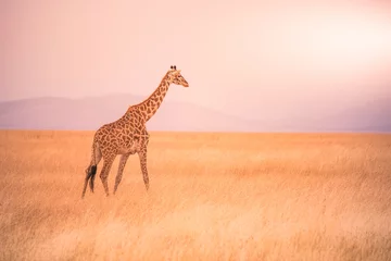 Gardinen Lonely giraffe in the savannah Serengeti National Park at sunset.  Wild nature of Tanzania - Africa. Safari Travel Destination. © Simon Dannhauer
