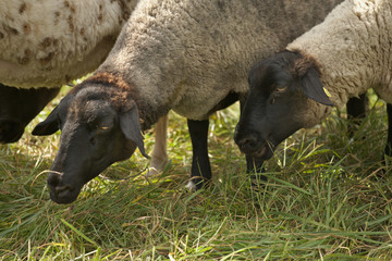 Fototapeta premium flock of sheep