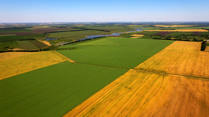 Obraz premium Tree and wheat field view from the top