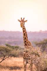 Lonely giraffe in the savannah Serengeti National Park at sunset.  Wild nature of Tanzania - Africa. Safari Travel Destination.
