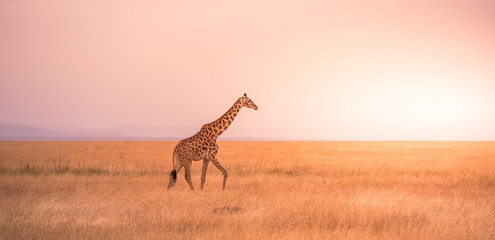 Lonely giraffe in the savannah Serengeti National Park at sunset.  Wild nature of Tanzania - Africa. Safari Travel Destination. - obrazy, fototapety, plakaty
