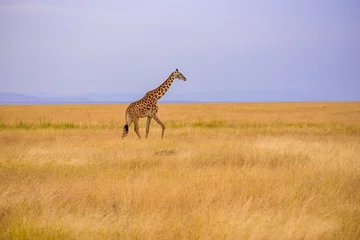 Poster Lonely giraffe in the savannah Serengeti National Park at sunset.  Wild nature of Tanzania - Africa. Safari Travel Destination. © Simon Dannhauer