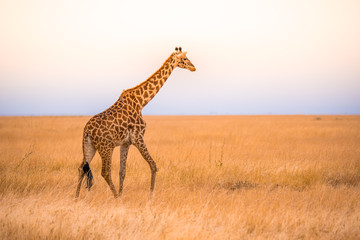 Lonely giraffe in the savannah Serengeti National Park at sunset.  Wild nature of Tanzania - Africa. Safari Travel Destination.