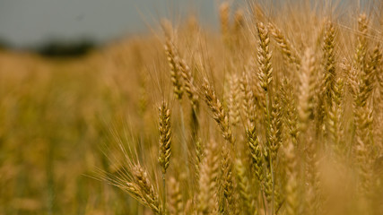 Golden wheat field under blue sky
