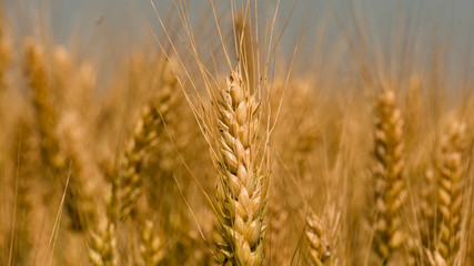 Fototapeta premium Golden wheat field under blue sky