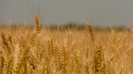 Golden wheat field under blue sky