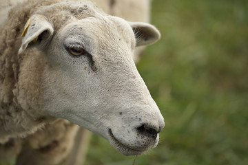 portrait of a sheep