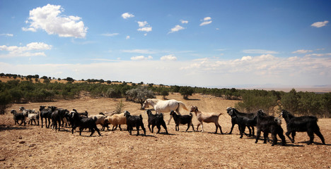 herd of goats grazing in pasture