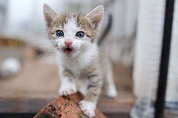 little striped kitten is looking into the frame