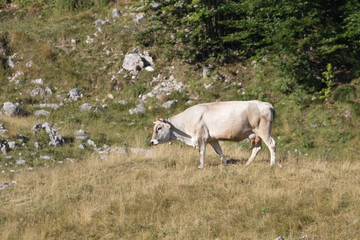 Fototapeta premium Cow in the mountain meadow