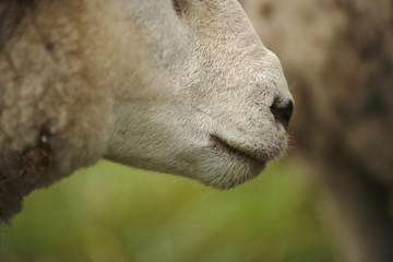 closeup of a of sheeps nose