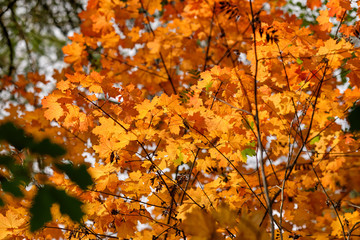 Beautiful illuminated orange maple leaves in autumn against the sky and tree tops in September in Germany