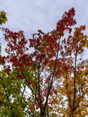 autumn landscape with demolition of the building, destroyed building, surrounded by colorful trees