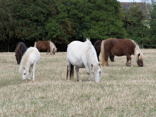 Obraz na płótnie Canvas Shetland Pony Herd