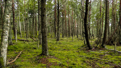Las w parku Slowińskim
