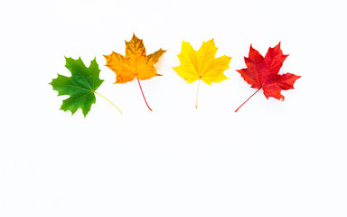 Red, green, orange and yellow maple leaves on a white background. Autumn concept. Flat lay, top view.