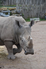 Obraz premium zoo rhinoceros corne parc