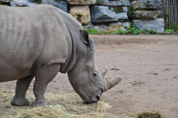 Naklejka premium zoo rhinoceros corne parc