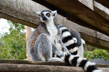 maki catta primate zoo zoologique