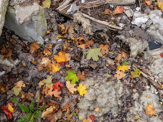 picture with colorful maple leaves on the ground