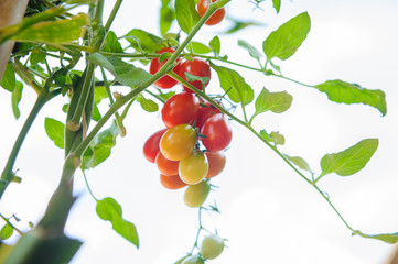 ripe red and green cherry tomatoes on branch in the vegetable garden. Tomato on plant on summer