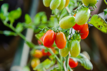 ripe red and green cherry tomatoes on branch in the vegetable garden. Tomato on plant on summer