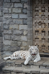zoo tigre blanc felin
