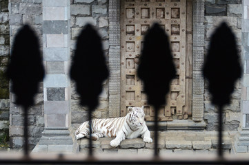 zoo tigre blanc felin
