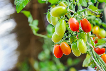ripe red and green cherry tomatoes on branch in the vegetable garden. Tomato on plant on summer