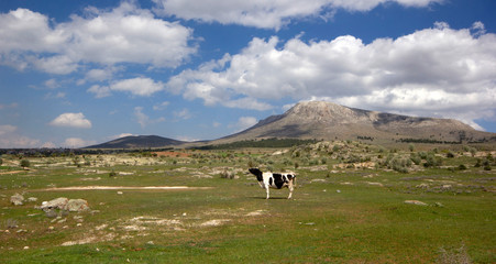 Cow graze on the mountain pasture.