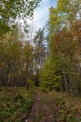 Dirt road in a beautiful autumn forest on a clear sunny day