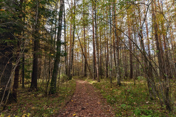 Dirt road in a beautiful autumn forest on a clear sunny day