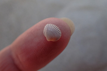 little white sea shell held in hands on a beach - obrazy, fototapety, plakaty