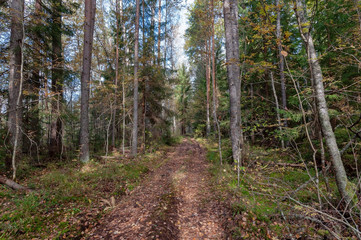 Dirt road in a beautiful autumn forest on a clear sunny day