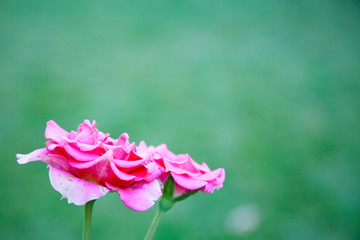 Beautiful pink rose on a green background.