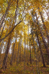 Bright yellow birch forest on a sunny autumn day
