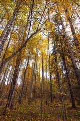 Bright yellow birch forest on a sunny autumn day